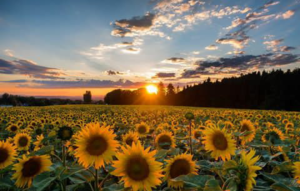 palabras de sabiduría